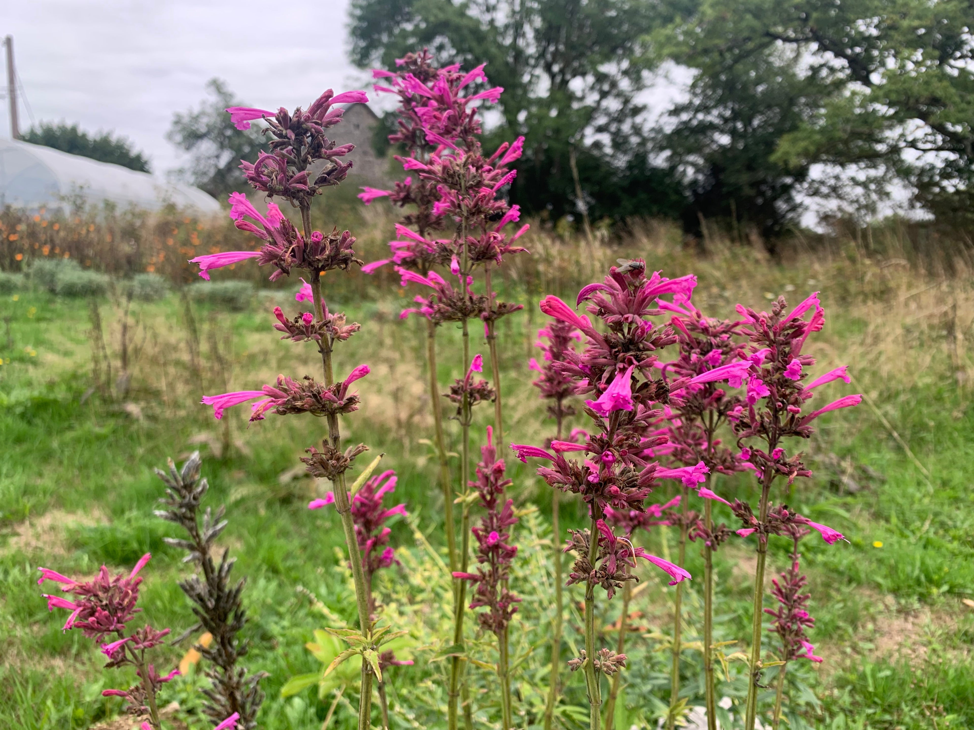 - Le guide complet: L' Agastache,  une vivace nord-américaine très prisée pour ses fleurs et ses parfums