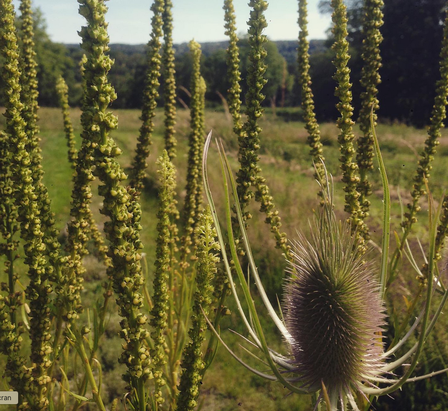 Plantes Bisannuelles : Définition, Cycle de Vie et Guide de Culture Facile