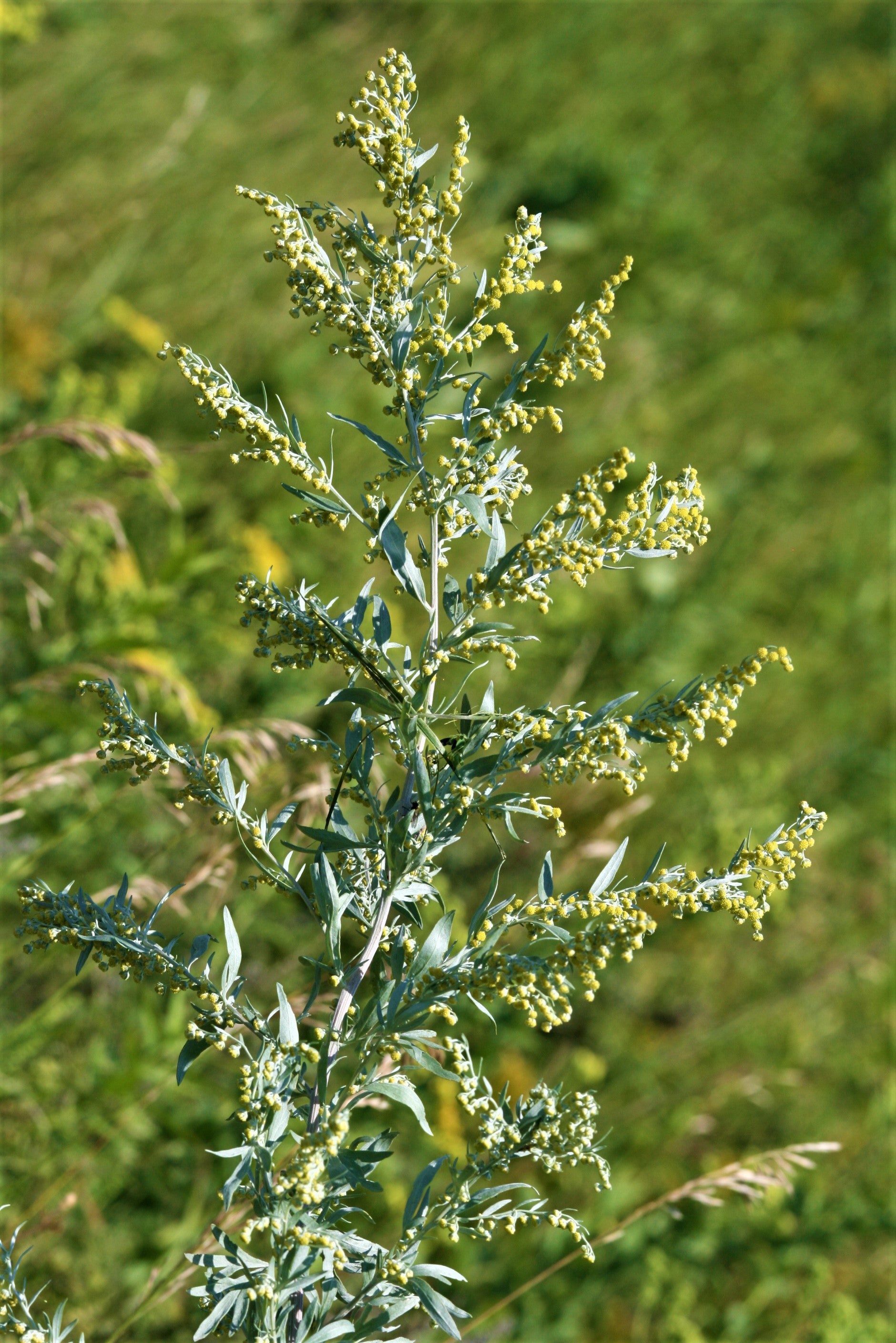 ABSINTHE<br><i><b>Artemisia absinthium</i></b>