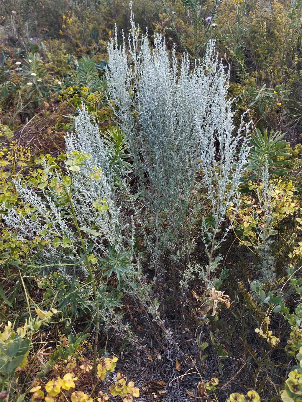 ABSINTHE<br><i><b>Artemisia absinthium</i></b>