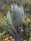 ABSINTHE<br><i><b>Artemisia absinthium</i></b>