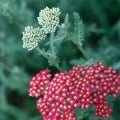 ACHILLÉE CASSIS<br><i><b>Achillea millefolium 'Cassis'</i></b>