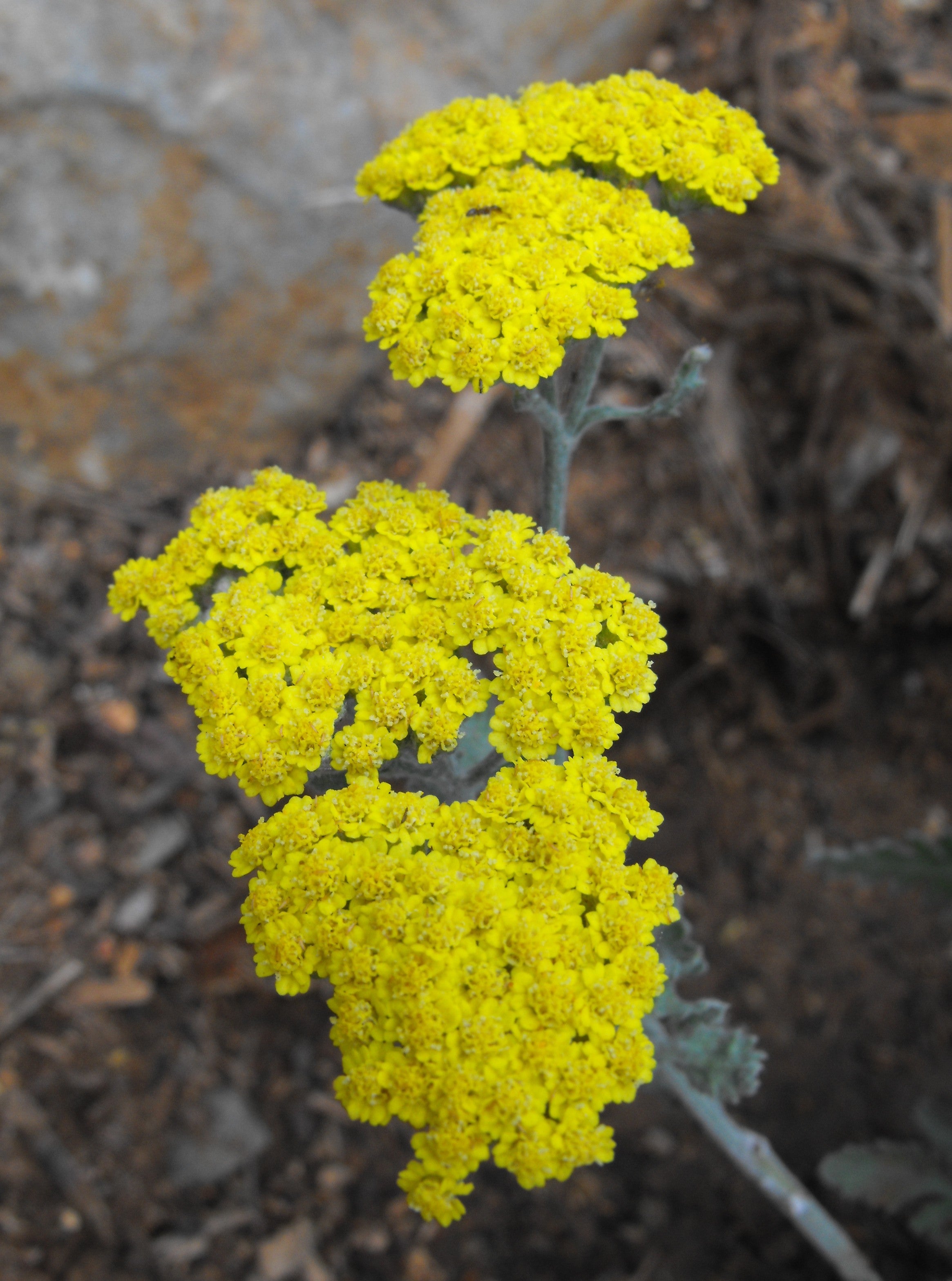 ACHILLÉE TOMENTEUSE<br><i><b>Achillea tomentosa</i></b>