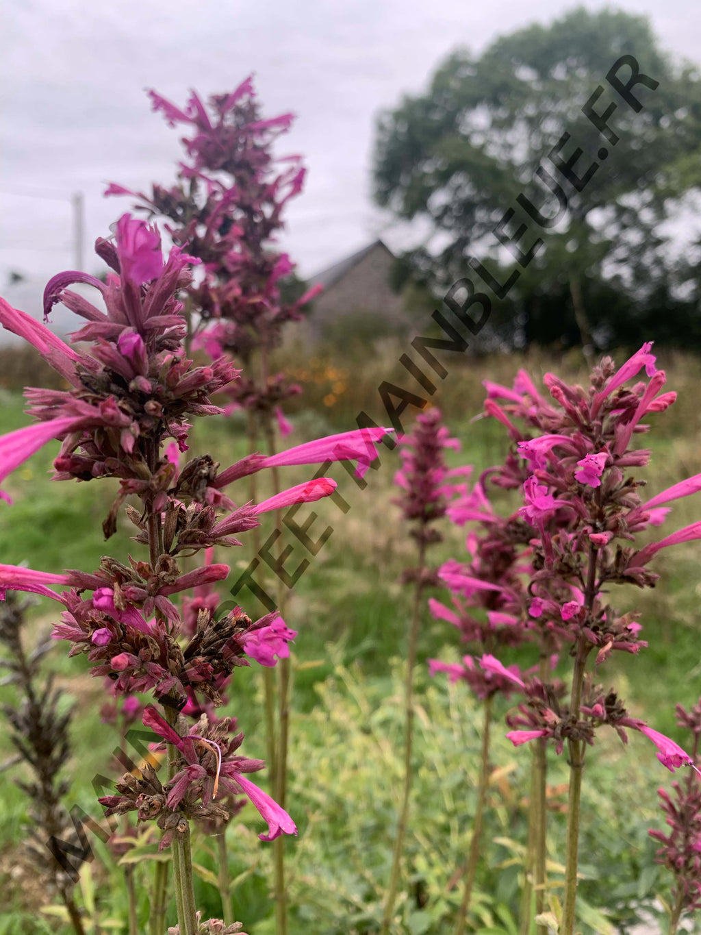 AGASTACHE DU MEXIQUE 'Sangria'<br><i><b>Agastache mexicana 'Sangria'</i></b>