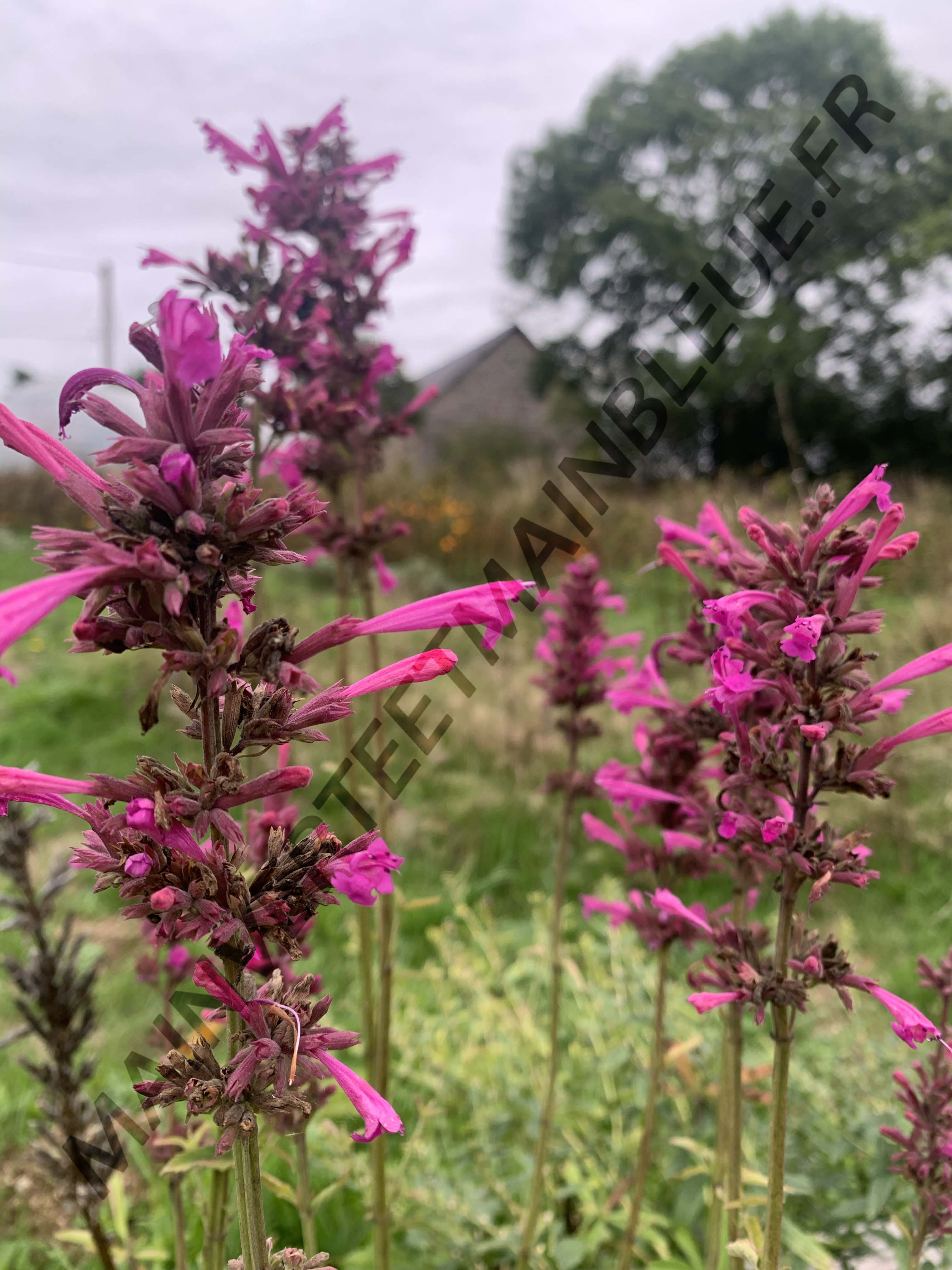AGASTACHE DU MEXIQUE 'Sangria'<br><i><b>Agastache mexicana 'Sangria'</i></b>