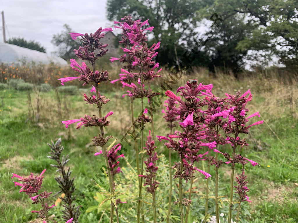 AGASTACHE DU MEXIQUE 'Sangria'<br><i><b>Agastache mexicana 'Sangria'</i></b>