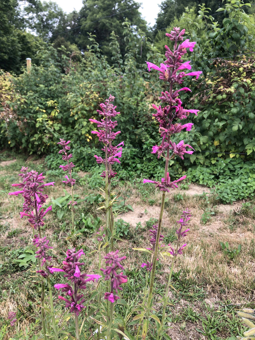 AGASTACHE DU MEXIQUE 'Sangria'<br><i><b>Agastache mexicana 'Sangria'</i></b>