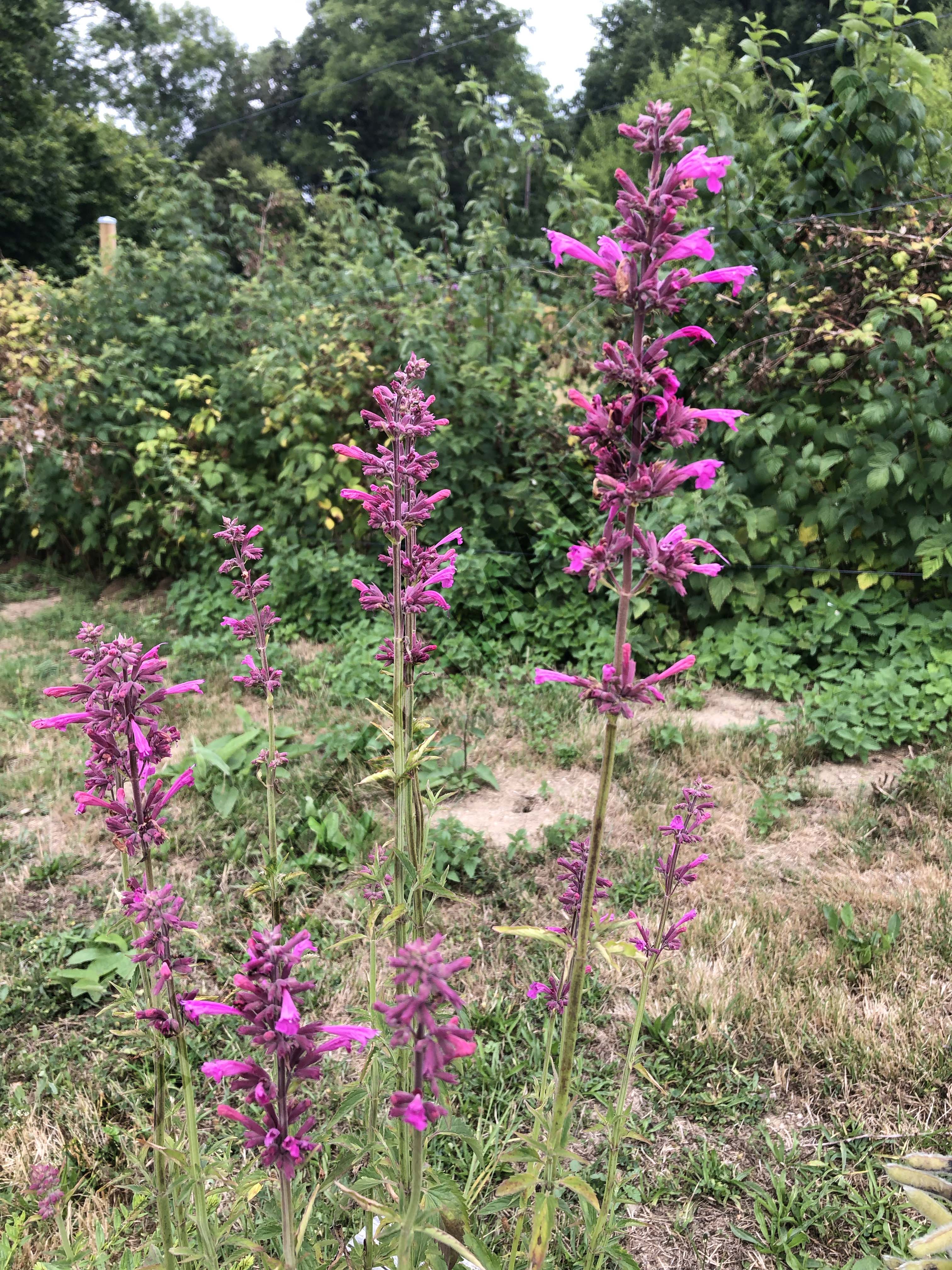 AGASTACHE DU MEXIQUE 'Sangria'<br><i><b>Agastache mexicana 'Sangria'</i></b>