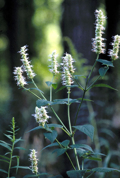 AGASTACHE GEANTE<br><i><b>Agastache nepetoides</i></b>