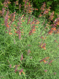 AGASTACHE DES ROCHERS 'Apache Sunset'<br><i><b>Agastache rupestris 'Apache Sunset'</i></b>