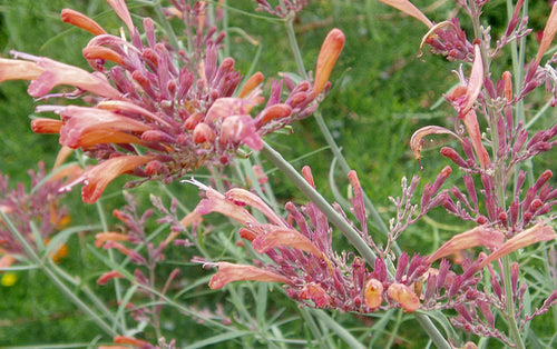 AGASTACHE DES ROCHERS 'Apache Sunset'<br><i><b>Agastache rupestris 'Apache Sunset'</i></b>
