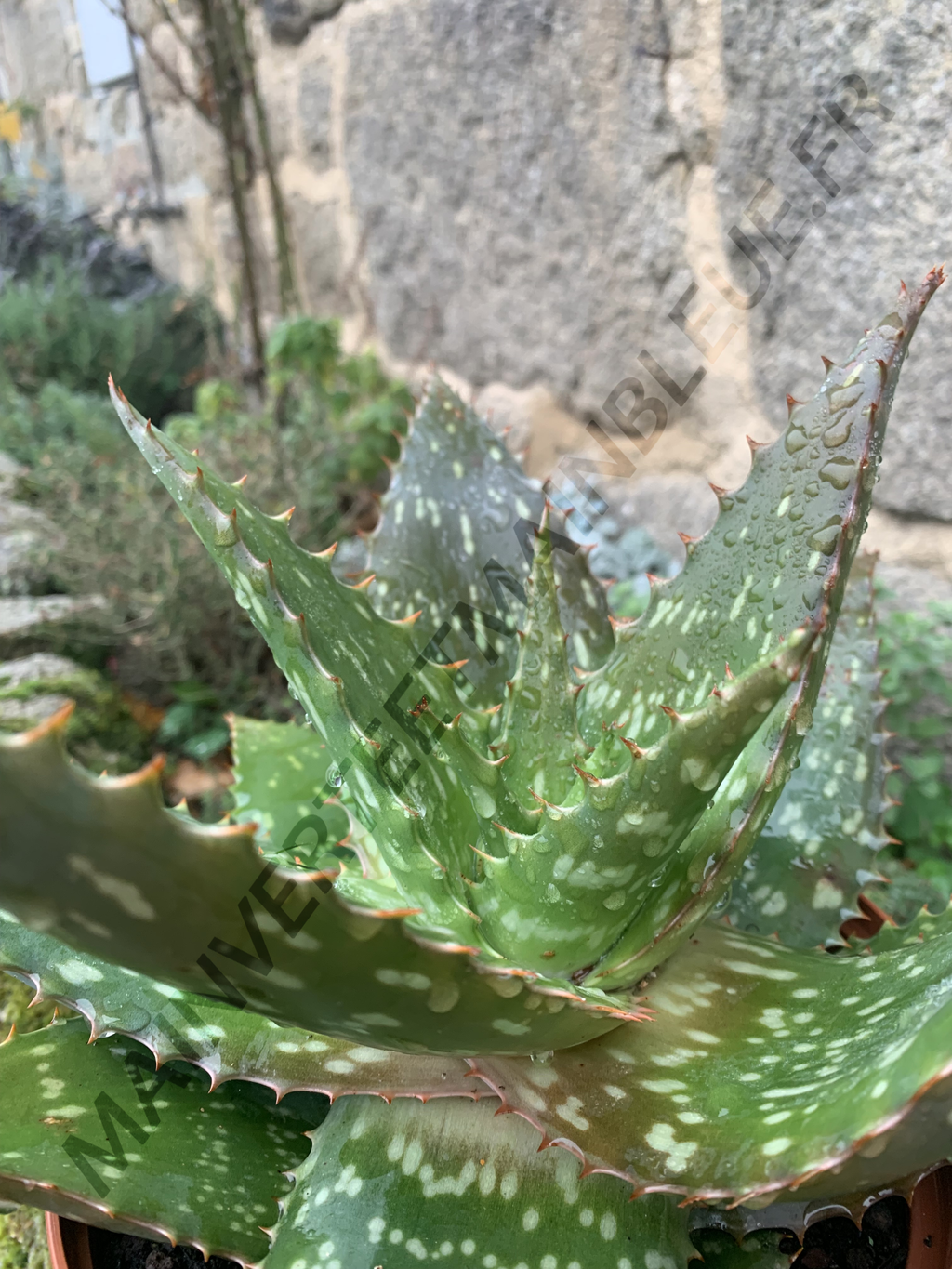 ALOE SAVON<br><i><b>Aloe maculata</i></b>
