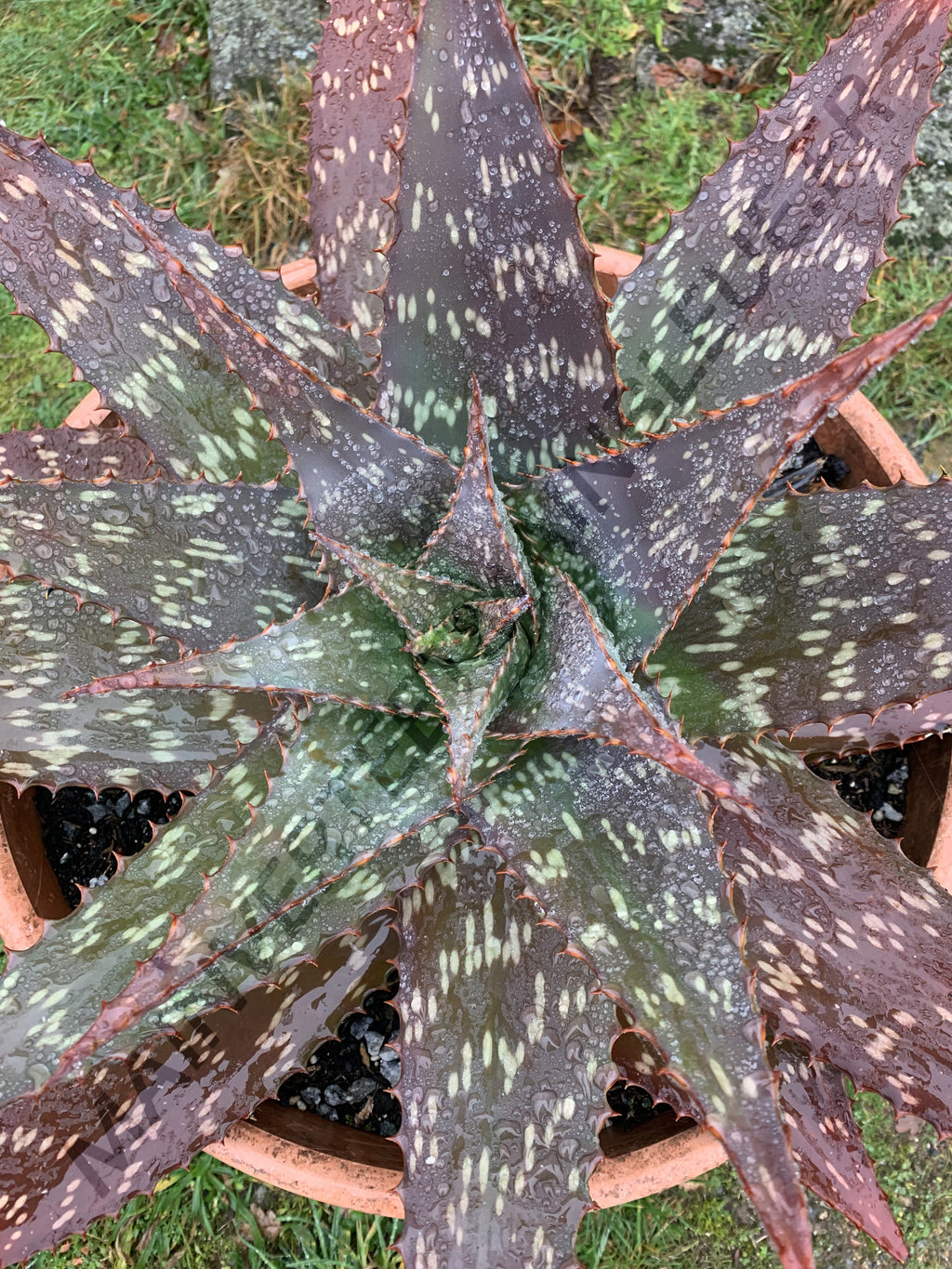 ALOE SAVON<br><i><b>Aloe maculata</i></b>