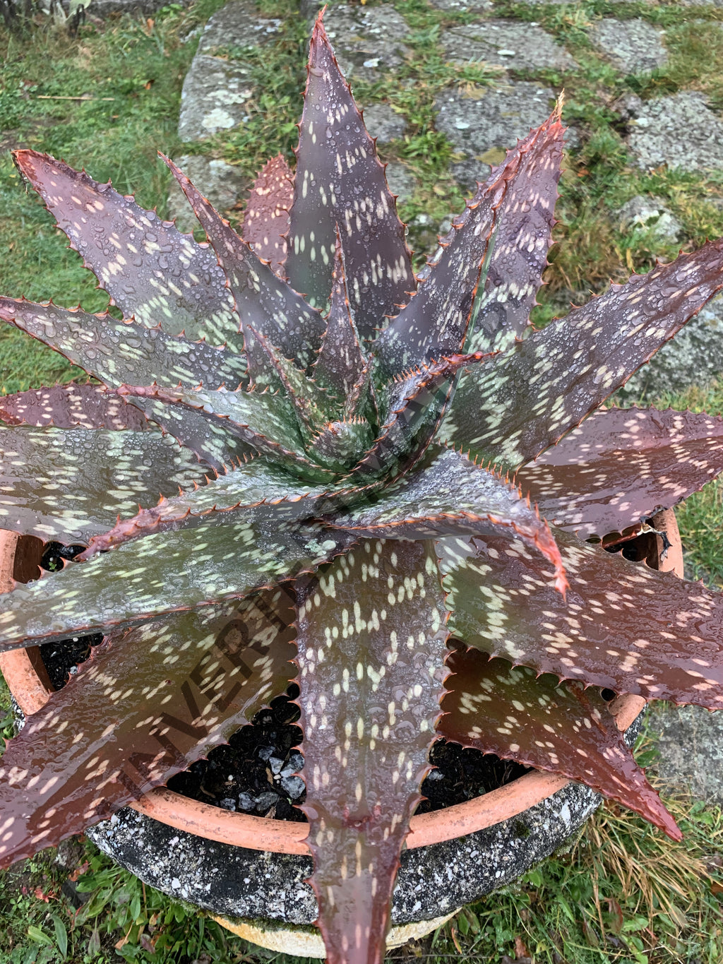 ALOE SAVON<br><i><b>Aloe maculata</i></b>