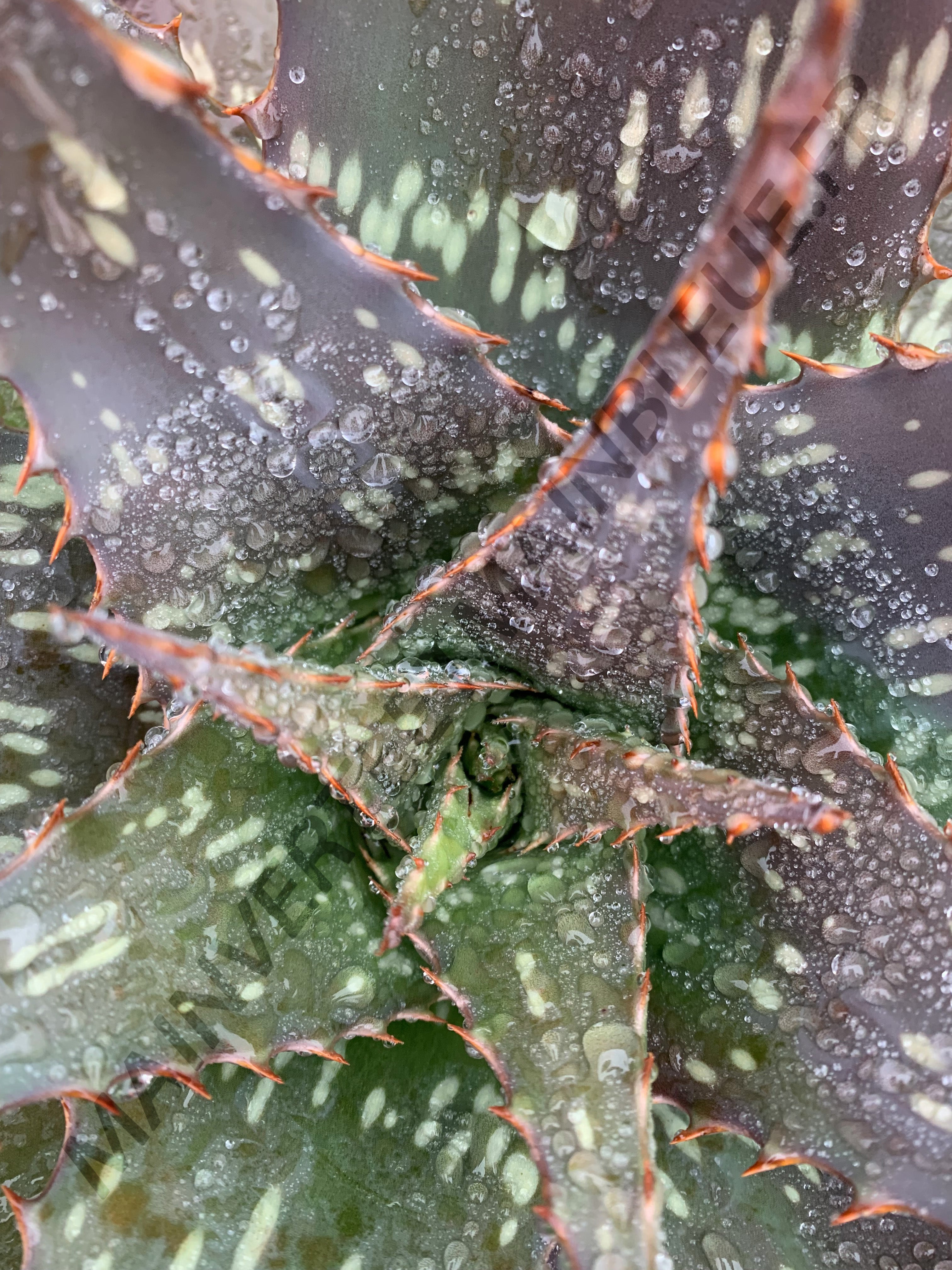 ALOE SAVON<br><i><b>Aloe maculata</i></b>
