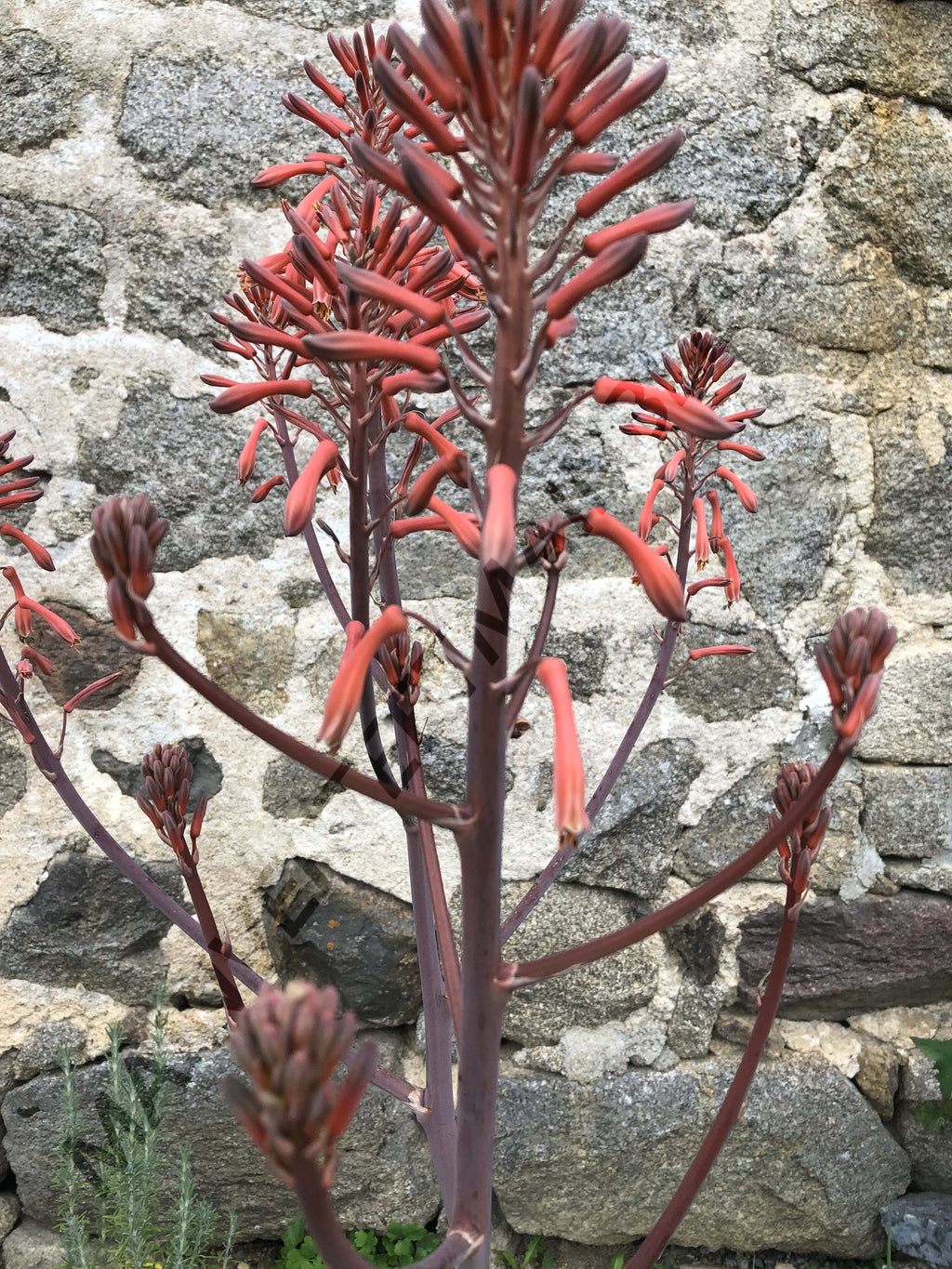 ALOE SAVON<br><i><b>Aloe maculata</i></b>