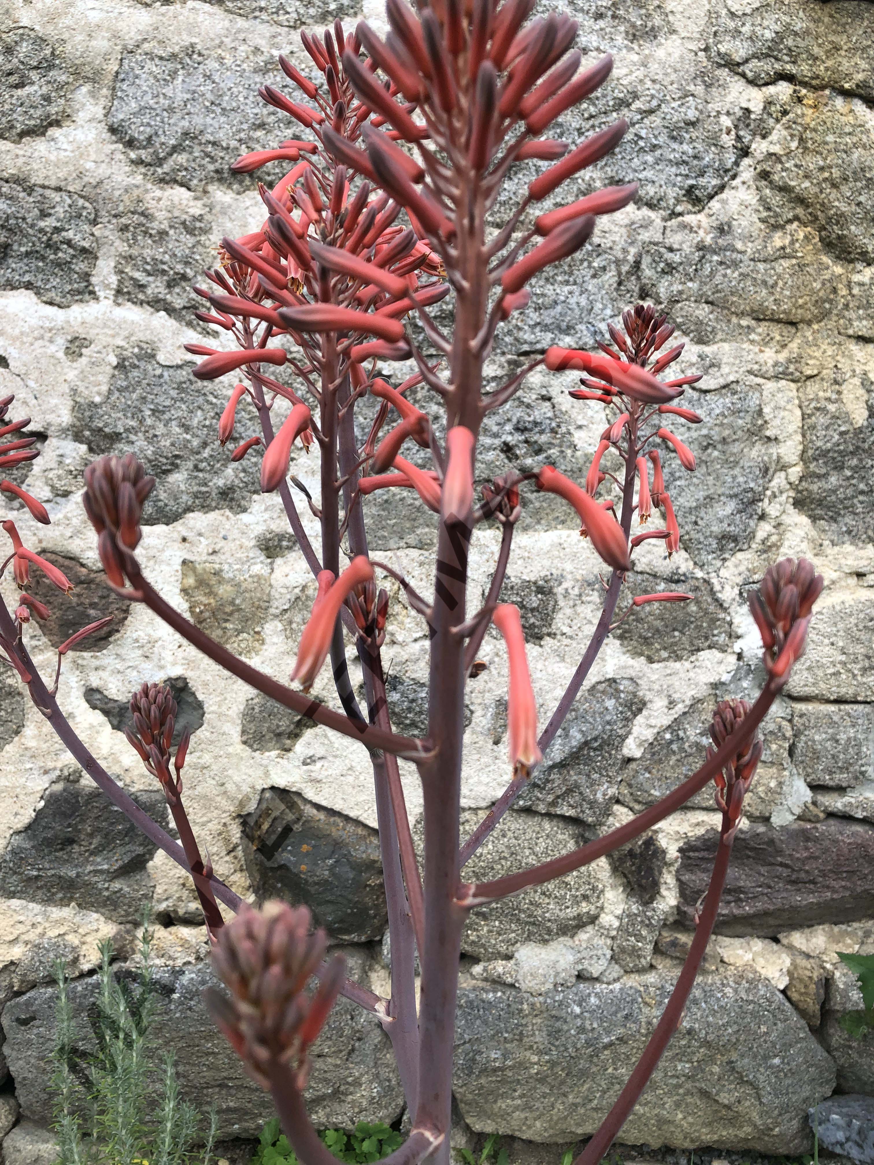 ALOE SAVON<br><i><b>Aloe maculata</i></b>