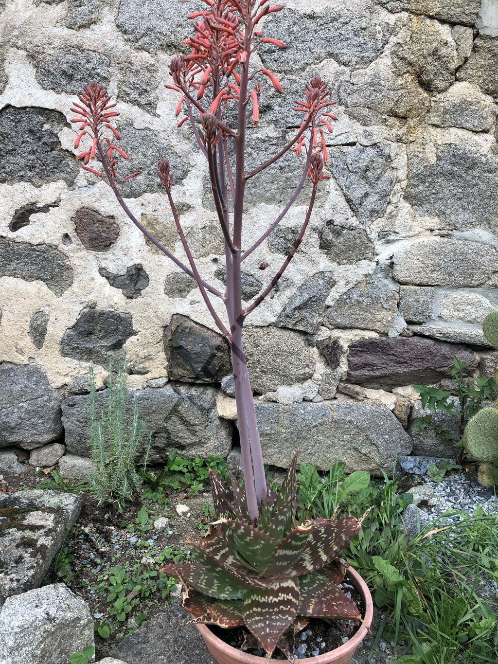 ALOE SAVON<br><i><b>Aloe maculata</i></b>