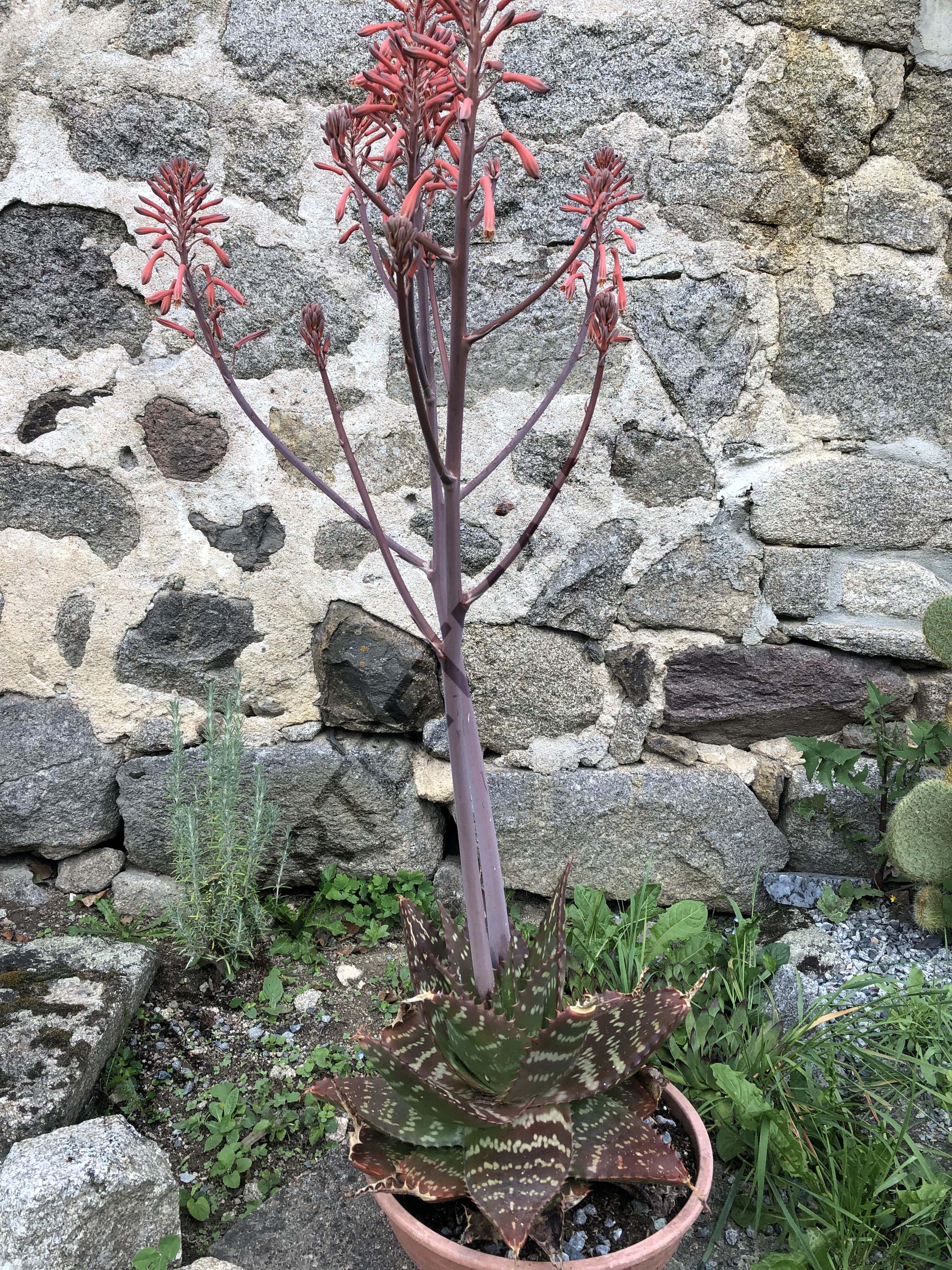ALOE SAVON<br><i><b>Aloe maculata</i></b>