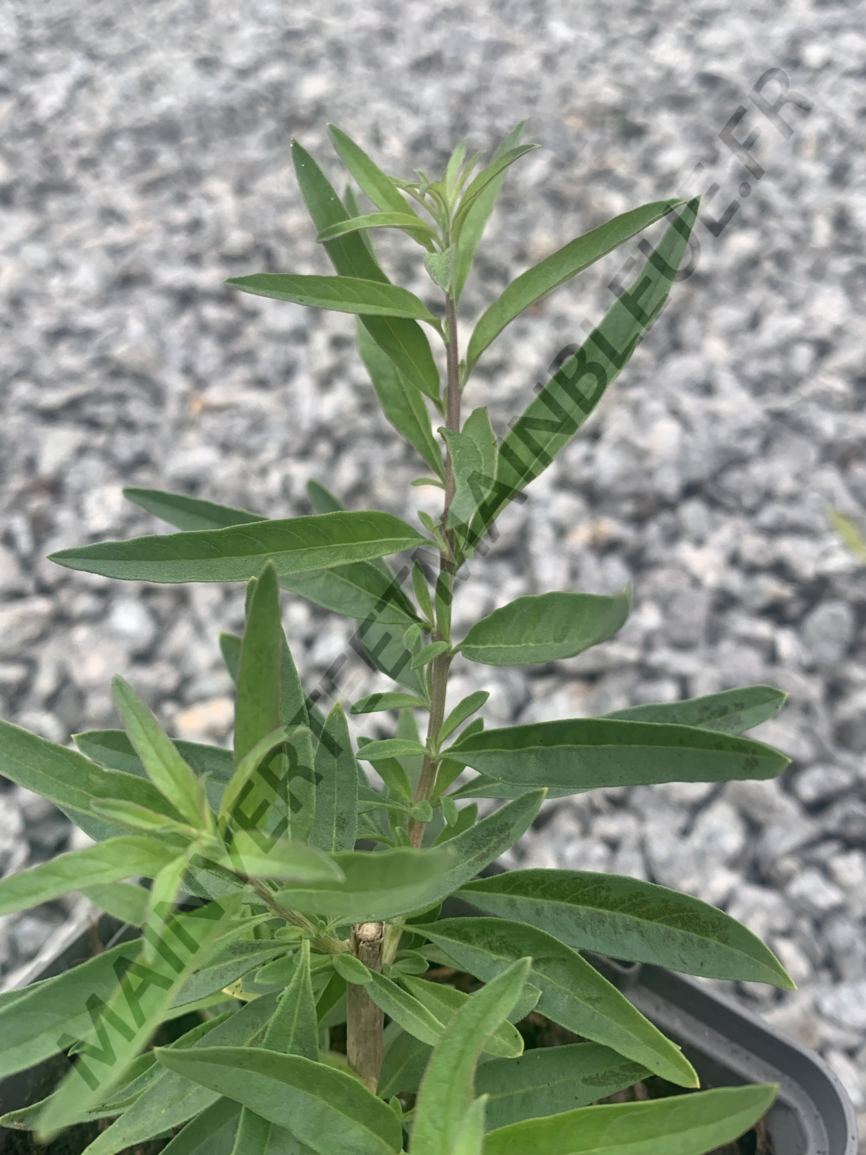 VERVEINE MENTHE  D'ARGENTINE<br><i><b>Aloysia polystachya</i></b>