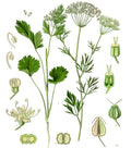 ANIS VERT<br><i><b>Pimpinella anisum</i></b>