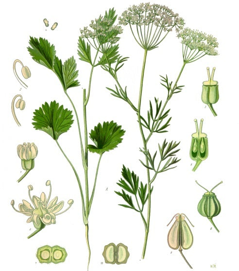 ANIS VERT<br><i><b>Pimpinella anisum</i></b>