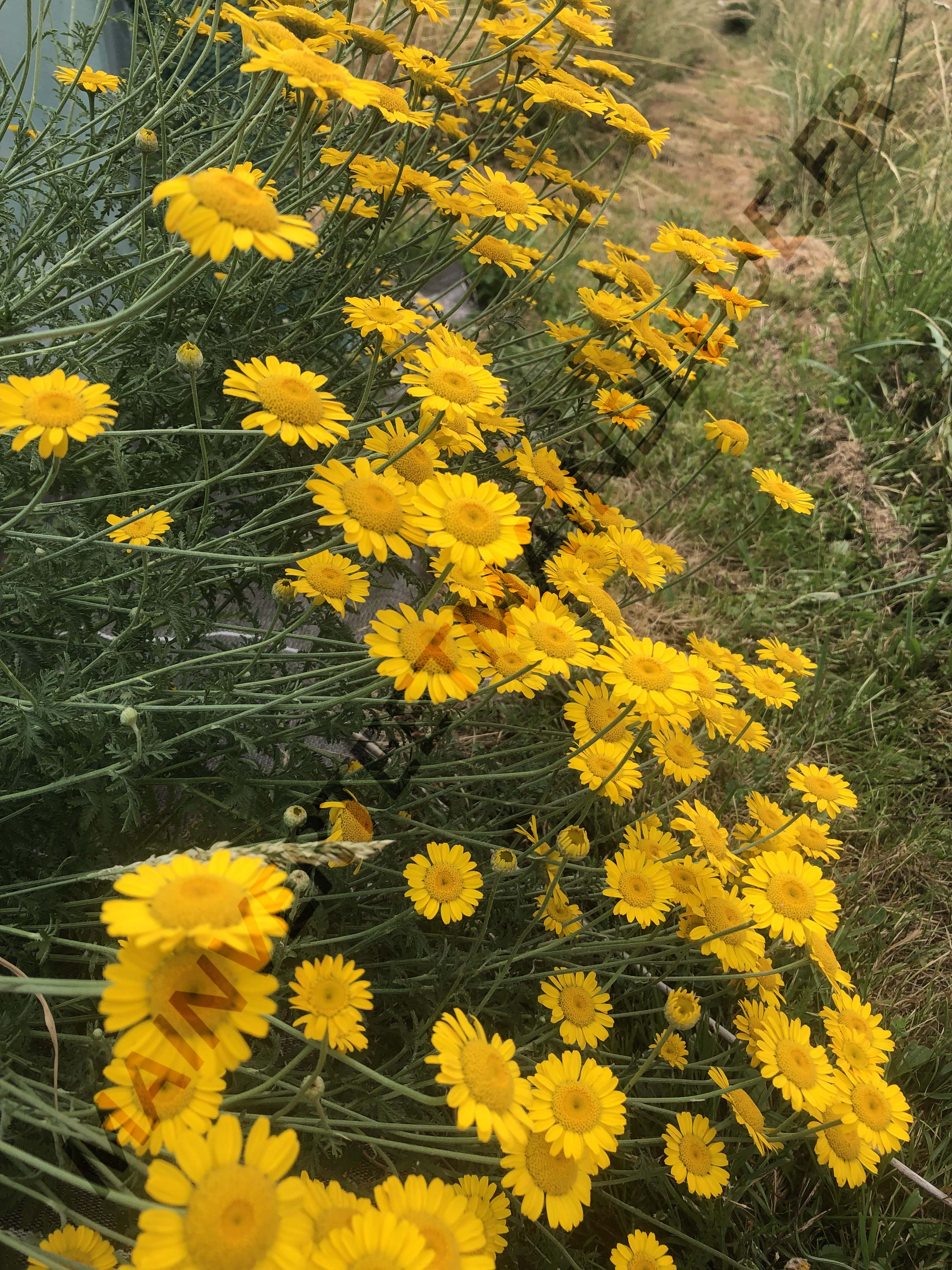 CAMOMILLE DES TEINTURIERS<br><i><b>Anthemis tinctoria</i></b>