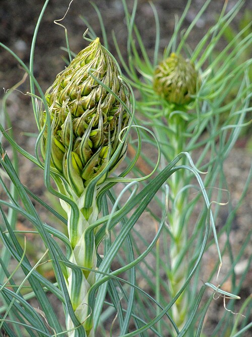 BATON DE JACOB<br><i><b>Asphodeline lutea</i></b>