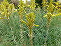 BATON DE JACOB<br><i><b>Asphodeline lutea</i></b>