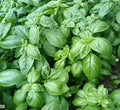 BASILIC GENOVESE<br><i><b>Ocimum basilicum var.Genovese</i></b>