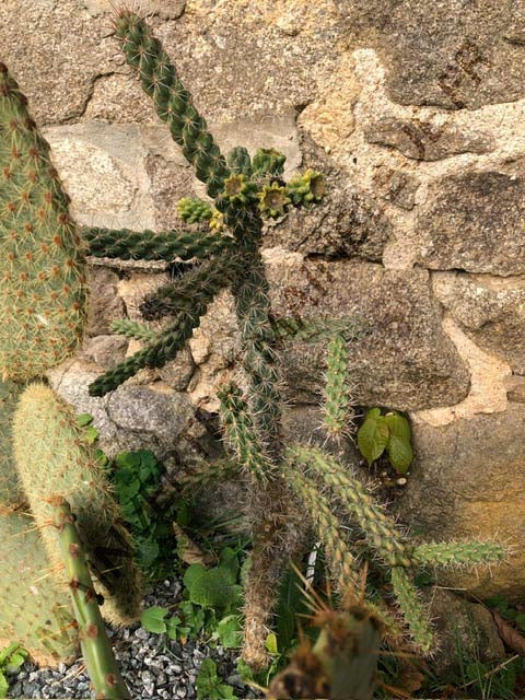 CACTUS CHOLLA<br><i><b>Cylindropuntia imbricata</i></b>