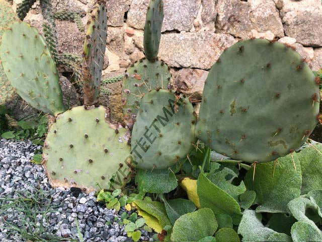 CACTUS ENGELMANII<br><i><b>Opuntia engelmanii</i></b>