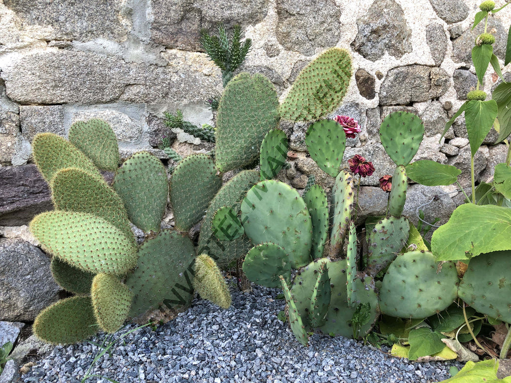 CACTUS ENGELMANII<br><i><b>Opuntia engelmanii</i></b>
