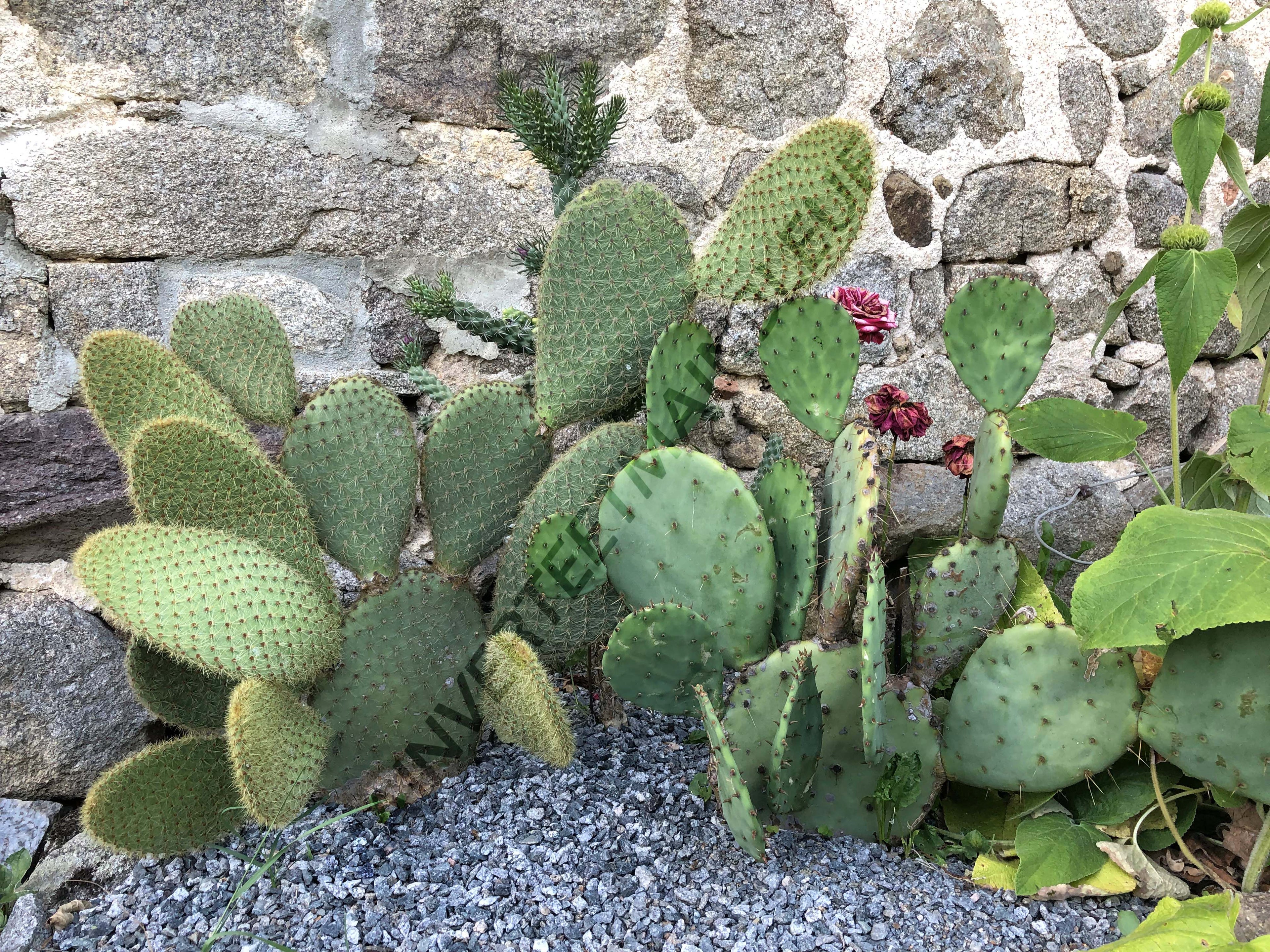 CACTUS ENGELMANII<br><i><b>Opuntia engelmanii</i></b>