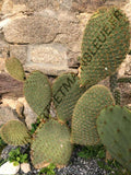 CACTUS SCHEERI<br><i><b>Opuntia scheeri</i></b>
