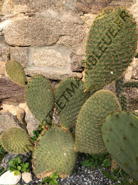 CACTUS SCHEERI<br><i><b>Opuntia scheeri</i></b>