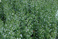 CALAMENT NEPETA 'Blue Cloud Strain'<br><i><b>Calamintha nepeta 'Blue Cloud Strain'</i></b>