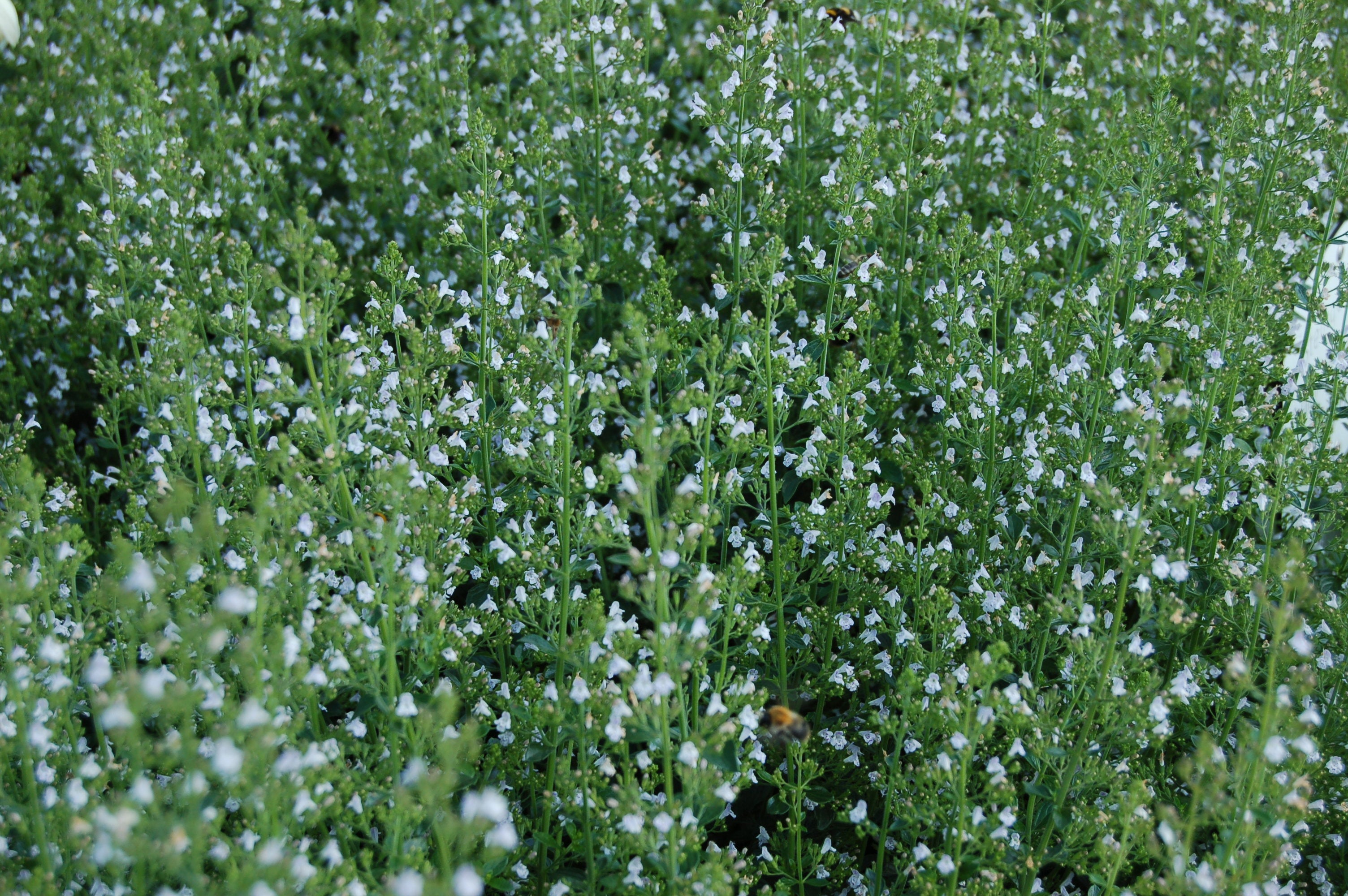 CALAMENT NEPETA 'Blue Cloud Strain'<br><i><b>Calamintha nepeta 'Blue Cloud Strain'</i></b>