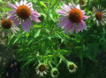ECHINACEE POURPRE<br><i><b>Echinacea purpurea</i></b>