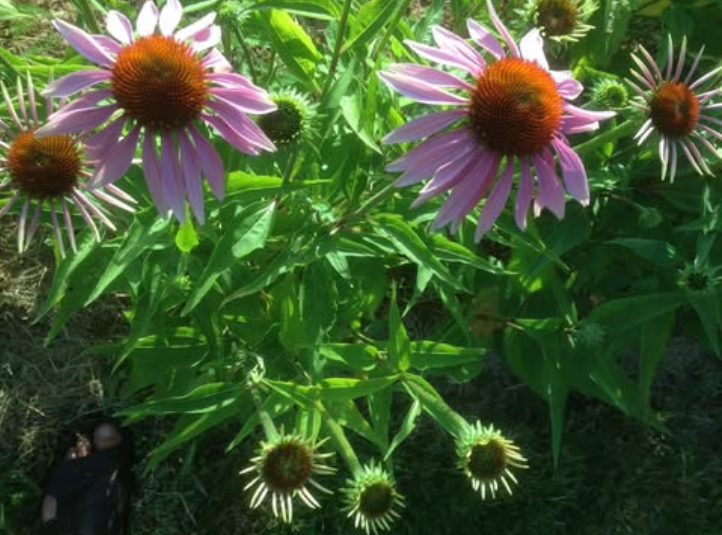 ECHINACEE POURPRE<br><i><b>Echinacea purpurea</i></b>