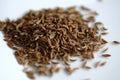 CARVI, CUMIN DES PRÈS<br><i><b>Carum carvi</i></b>