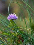 CIBOULETTE<br><i><b>Allium schoenoprasum</i></b>
