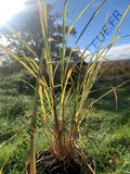 CITRONNELLE  DE MADAGASCAR<br><i><b>Cymbopogon citratus</i></b>
