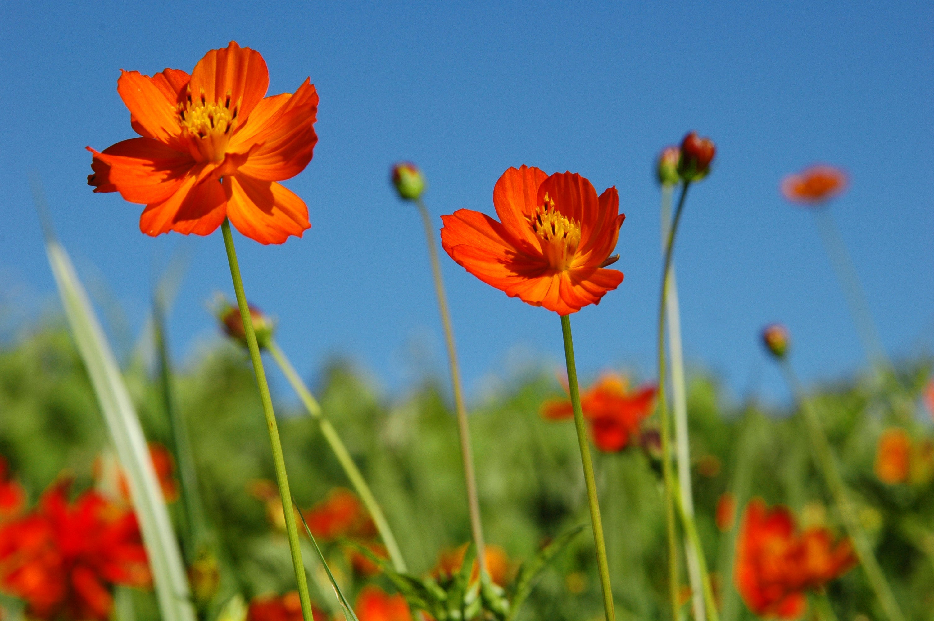 COSMOS SULFUREUX<br><i><b>Cosmos sulphureus</i></b>