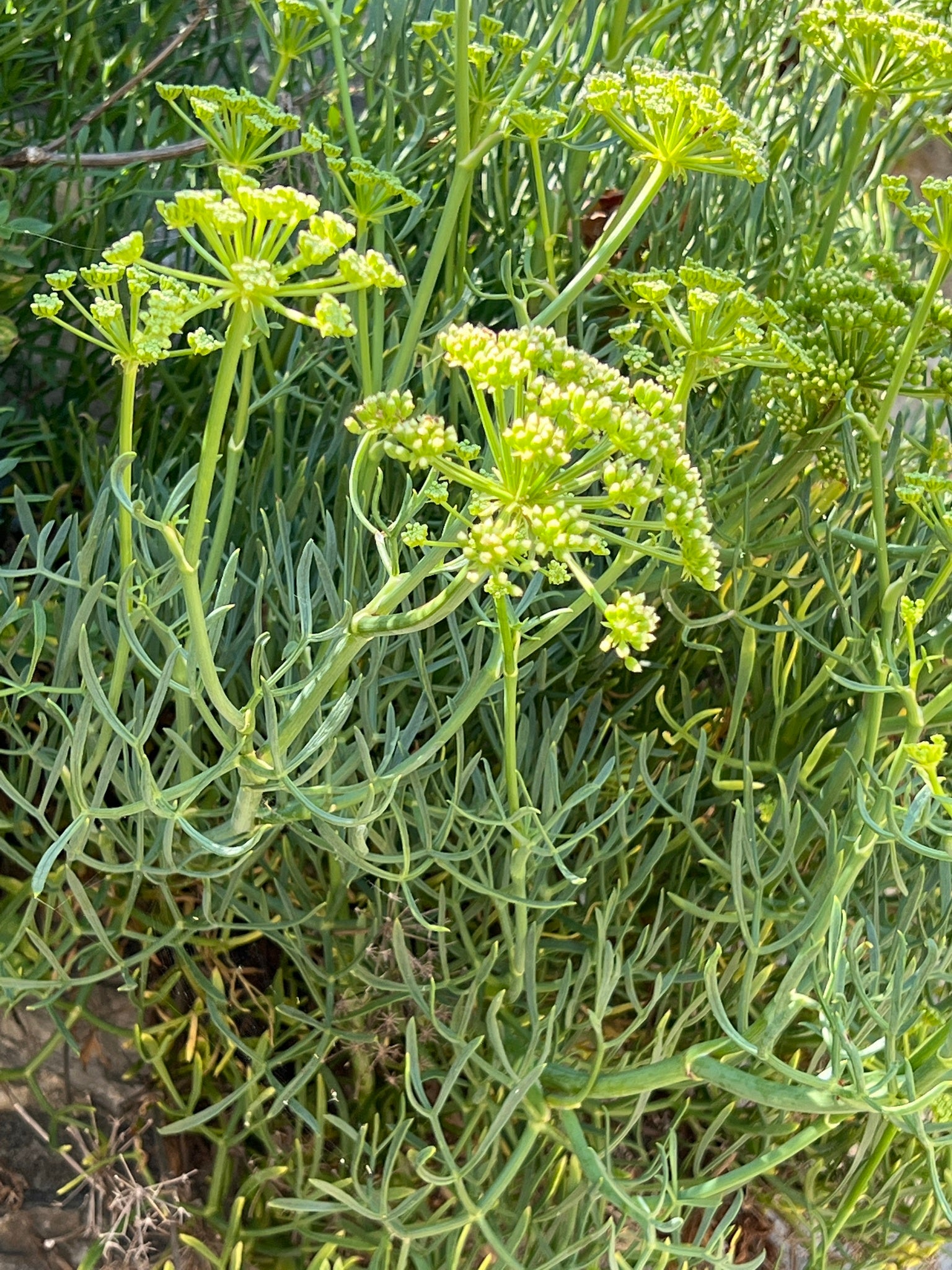 CRISTE MARINE<br><i><b>Crithmum maritimum</i></b>