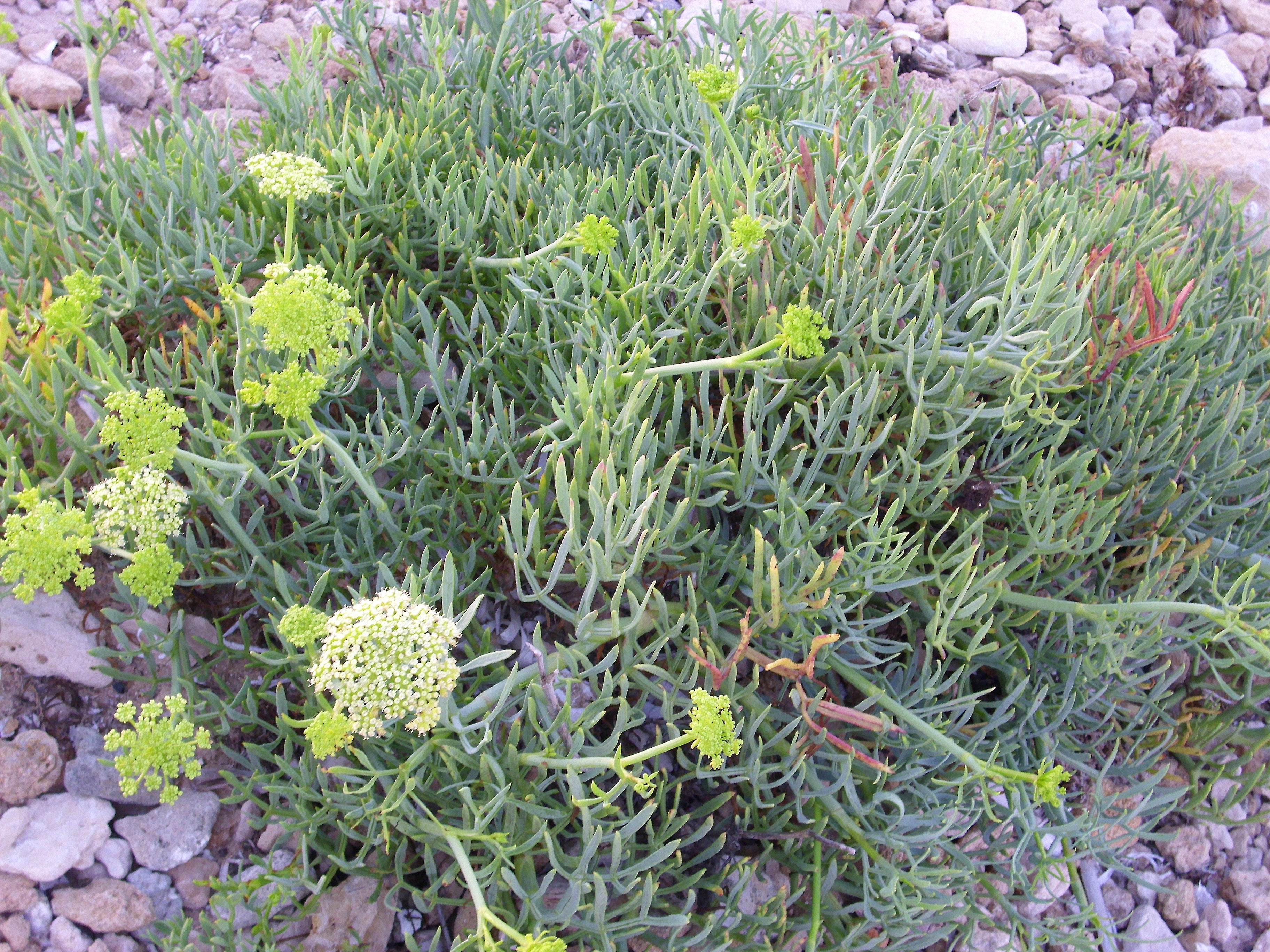 CRISTE MARINE<br><i><b>Crithmum maritimum</i></b>