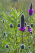DALEE POURPRE 'Stephanie'<br><i><b>Dalea purpurea 'Stephanie'</i></b>