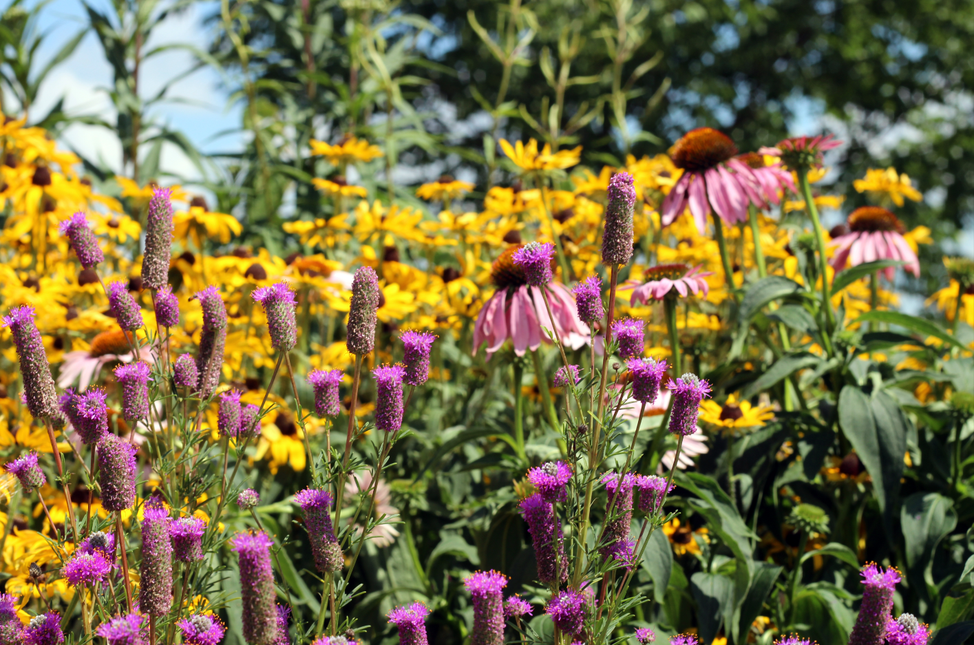 DALEE POURPRE 'Stephanie'<br><i><b>Dalea purpurea 'Stephanie'</i></b>