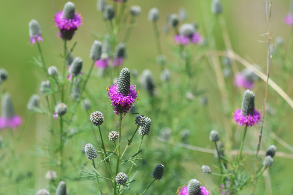 DALEE POURPRE 'Stephanie'<br><i><b>Dalea purpurea 'Stephanie'</i></b>