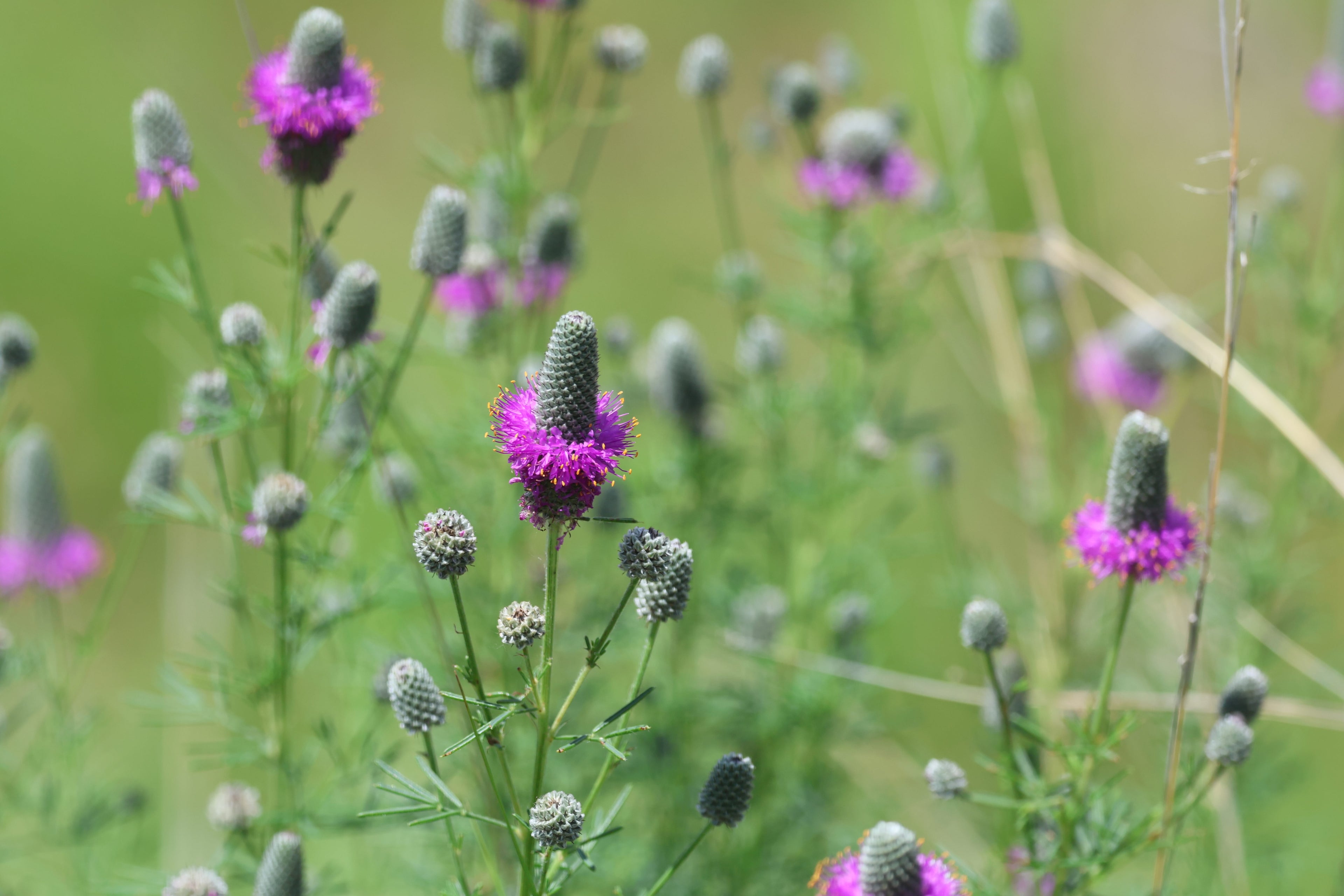 DALEE POURPRE 'Stephanie'<br><i><b>Dalea purpurea 'Stephanie'</i></b>